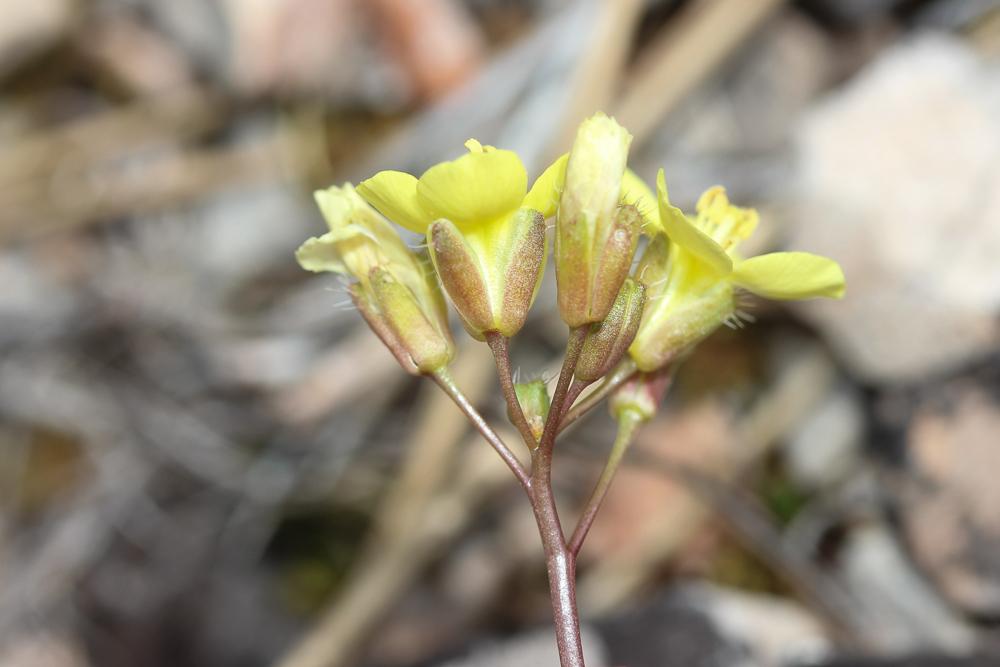 Chou étalé des rochers, Chou des rochers Brassica repanda subsp. saxatilis (DC.) Heywood, 1964