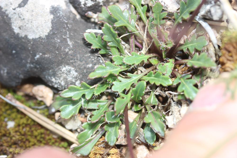 Chou étalé des rochers, Chou des rochers Brassica repanda subsp. saxatilis (DC.) Heywood, 1964