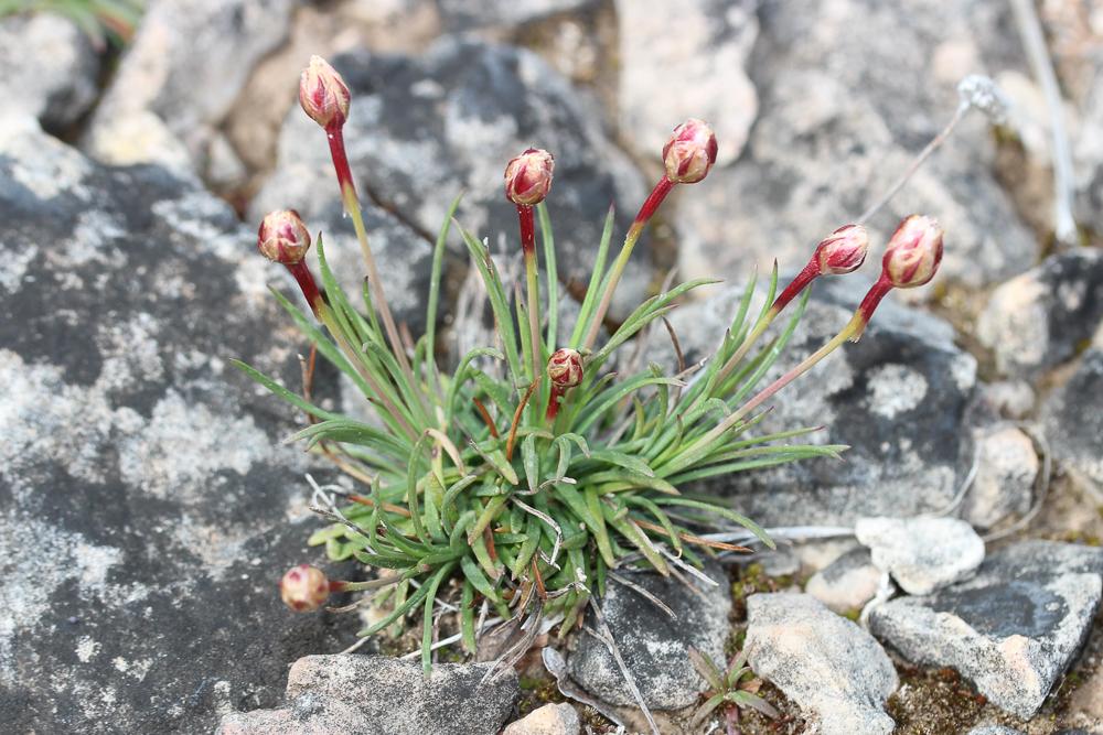 Armérie de Girard, Arméria faux Jonc Armeria girardii (Bernis) Litard., 1955