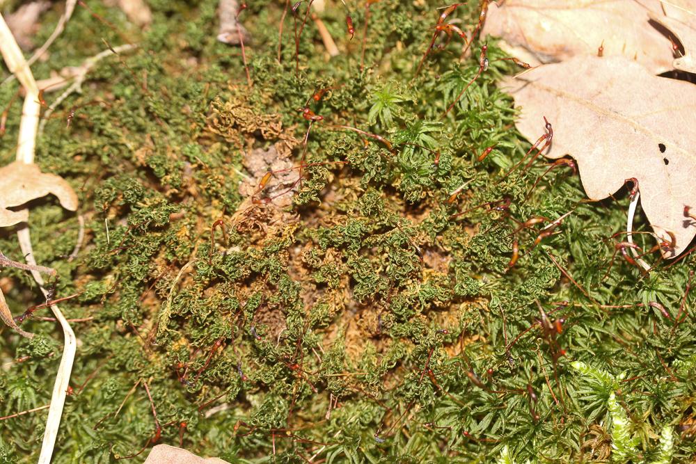 Atrichum undulatum (Hedw.) P.Beauv., 1805