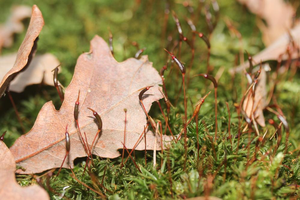  Atrichum undulatum (Hedw.) P.Beauv., 1805