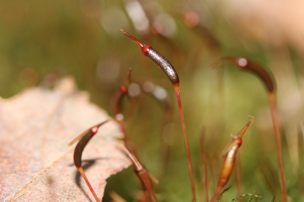 Atrichum undulatum (Hedw.) P.Beauv., 1805