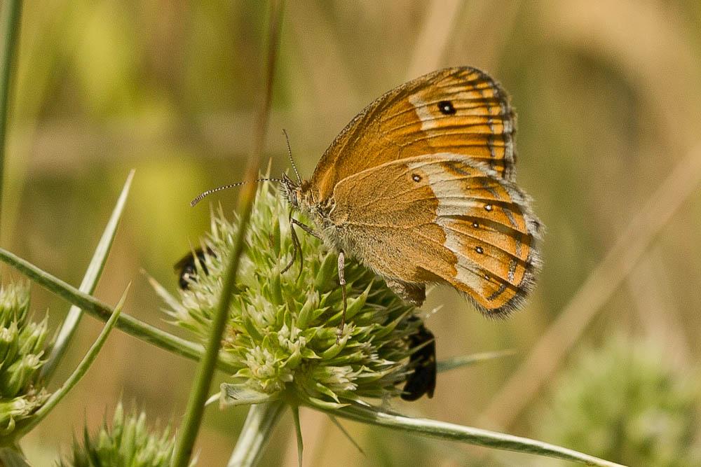 Fadet des garrigues (Le), Palémon (Le), Doré (Le) Coenonympha dorus (Esper, 1782)