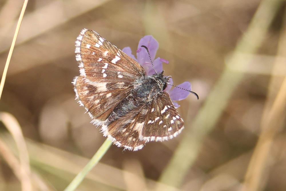 Hespérie des Cirses (L'), Hespérie de Rambur (L') Pyrgus cirsii (Rambur, 1839)