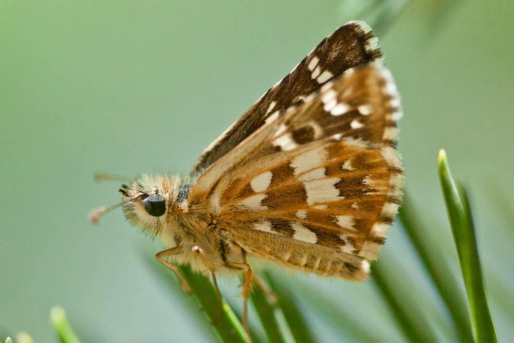 Hespérie des Cirses (L'), Hespérie de Rambur (L') Pyrgus cirsii (Rambur, 1839)