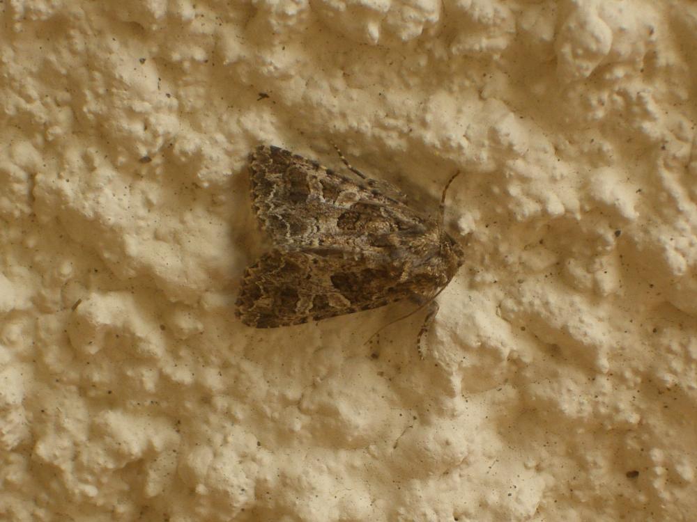 Noctuelle capsulaire (La) Hadena bicruris (Hufnagel, 1766)