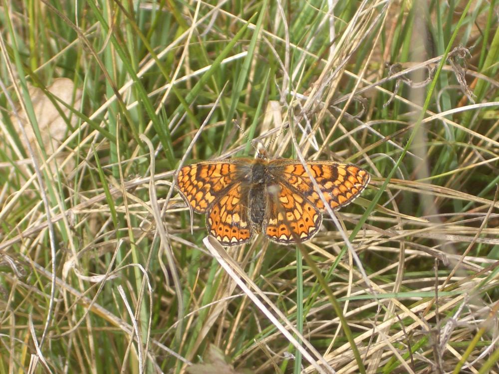 Damier de la Succise Euphydryas aurinia aurinia (Rottemburg, 1775)