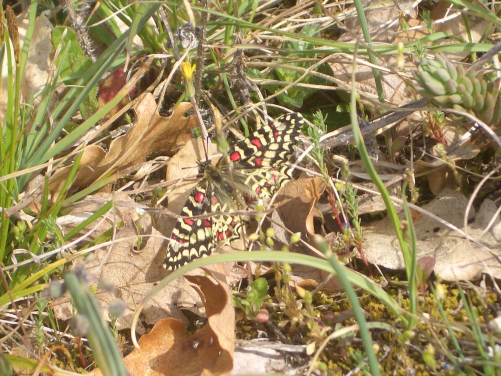 Proserpine (La), Thaïs écarlate (La), Proserpine d Zerynthia rumina (Linnaeus, 1758)