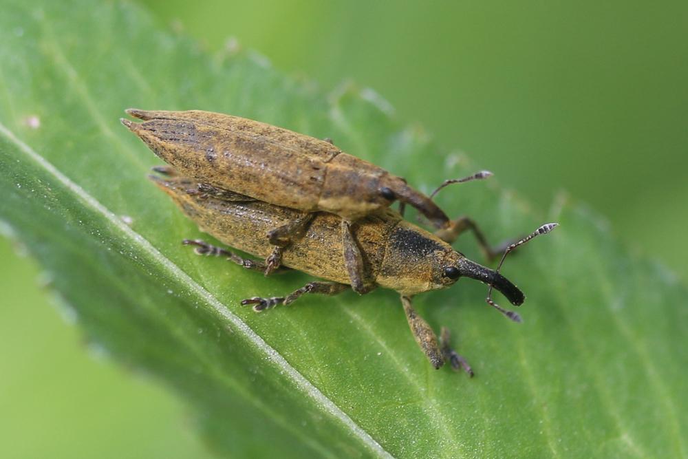  Lixus mucronatus (Olivier, 1791)