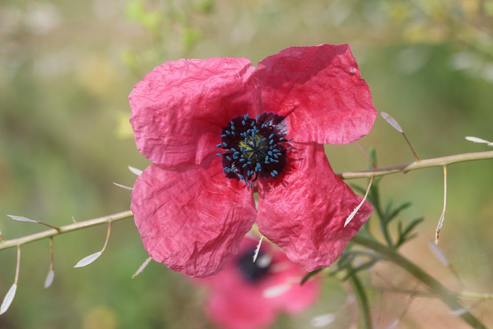 Pavot hybride Papaver hybridum L., 1753