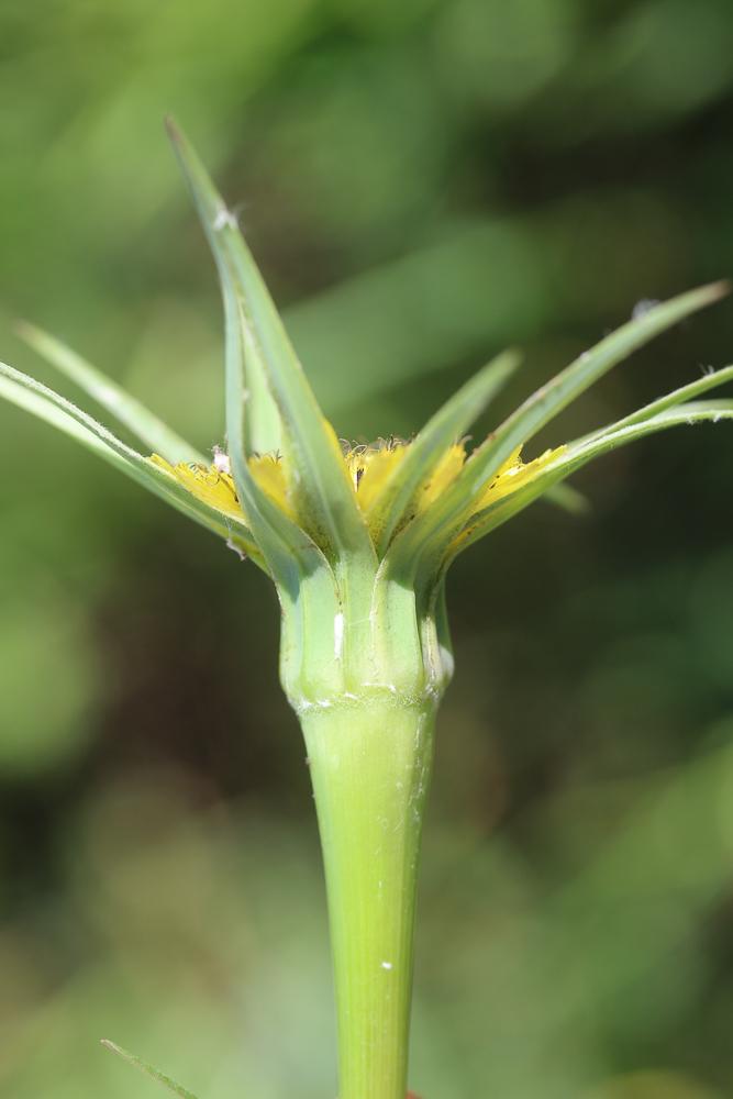 Grand salsifis, Salsifis douteux Tragopogon dubius Scop., 1772