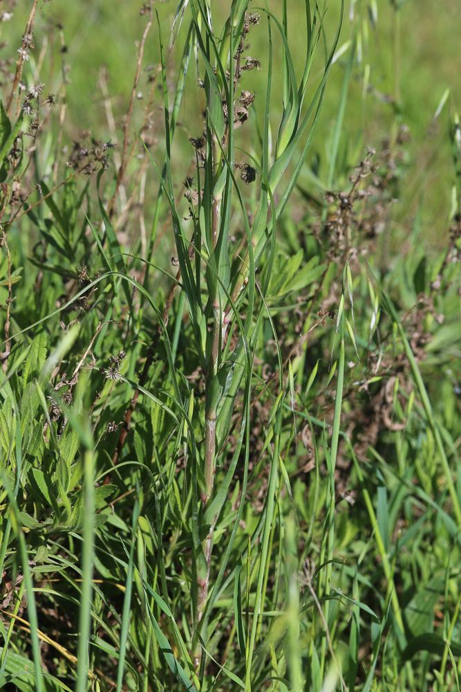 Grand salsifis, Salsifis douteux Tragopogon dubius Scop., 1772