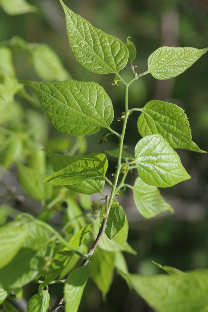 Micocoulier de provence, Falabreguier Celtis australis L., 1753