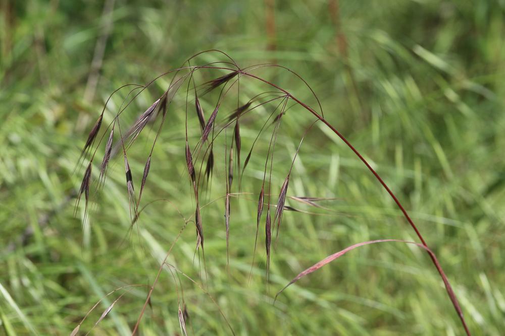 Brome stérile Anisantha sterilis (L.) Nevski, 1934