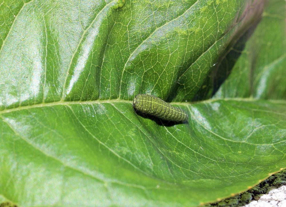 Flambé (Le) Iphiclides podalirius (Linnaeus, 1758)