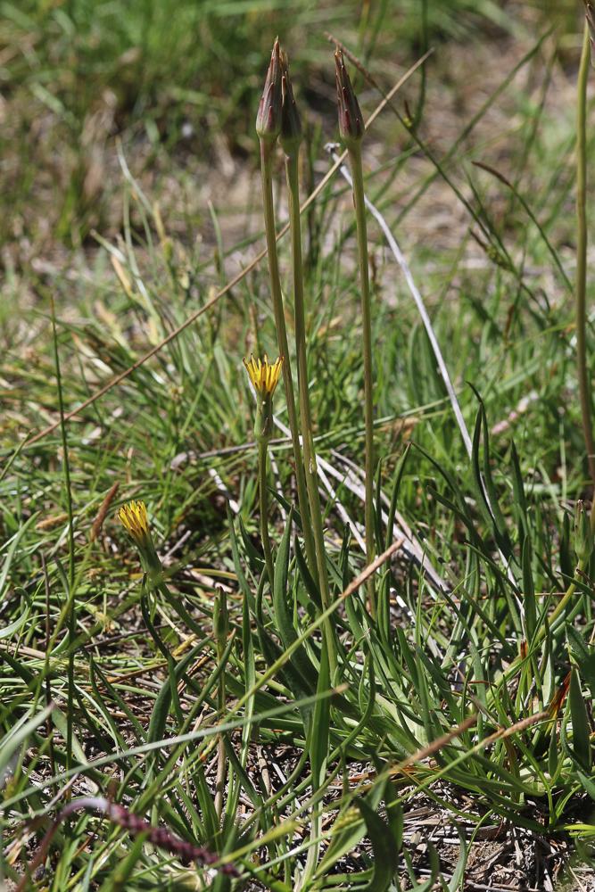 Scorzonère à petites fleurs Scorzonera parviflora Jacq., 1776