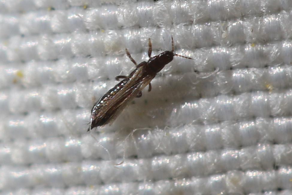  Limothrips cerealium Haliday, 1836