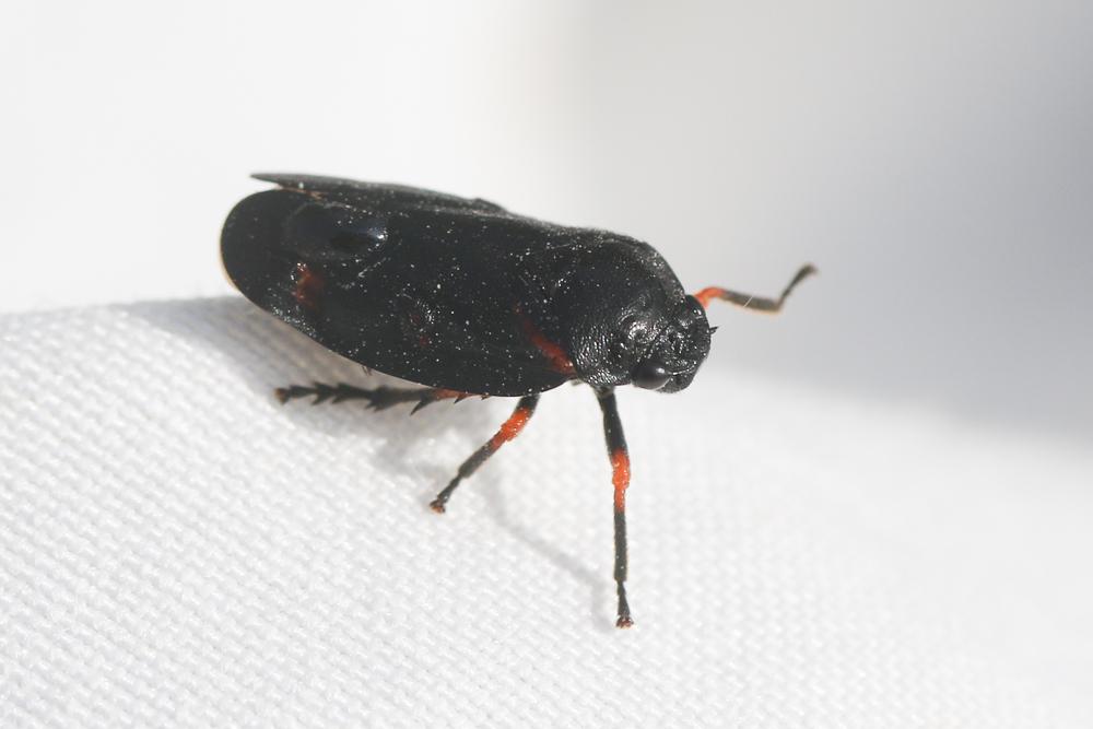 Cercopis intermedia Kirschbaum, 1868