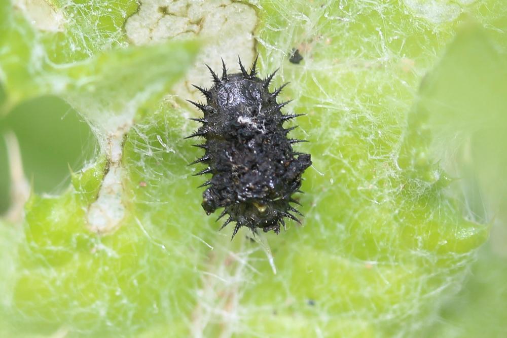  Cassida deflorata Suffrian, 1844