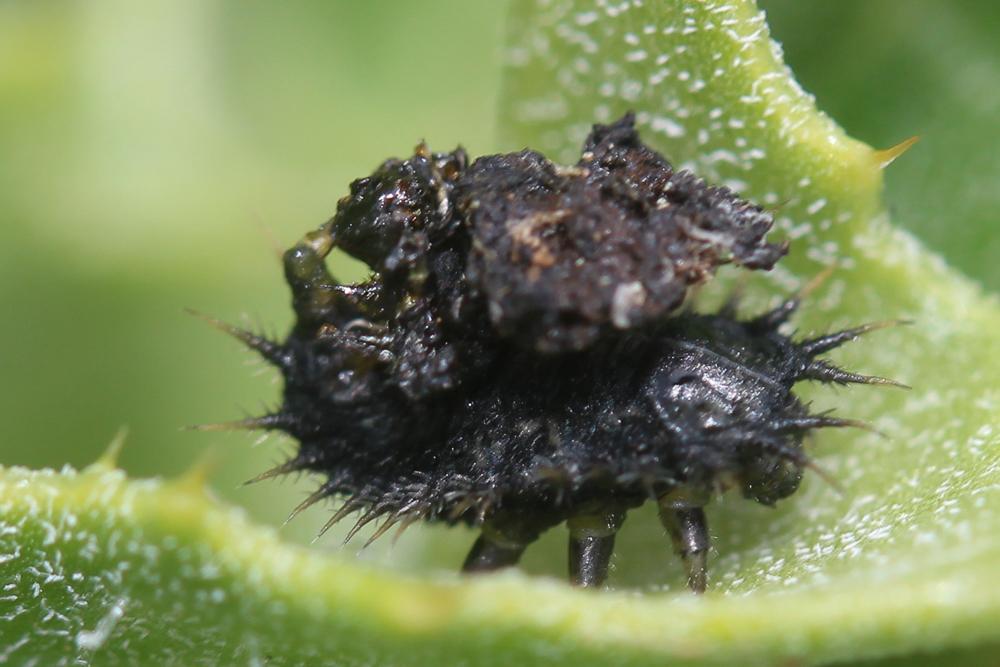  Cassida deflorata Suffrian, 1844