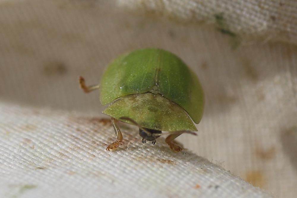  Cassida deflorata Suffrian, 1844