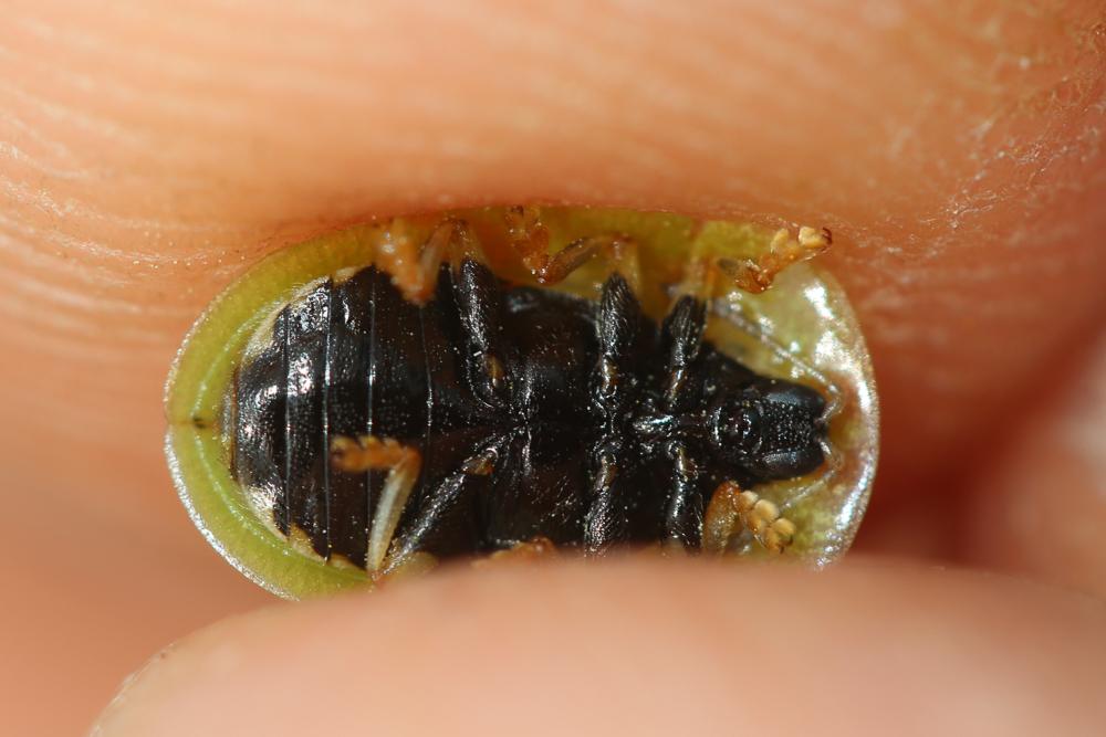 Cassida deflorata Suffrian, 1844
