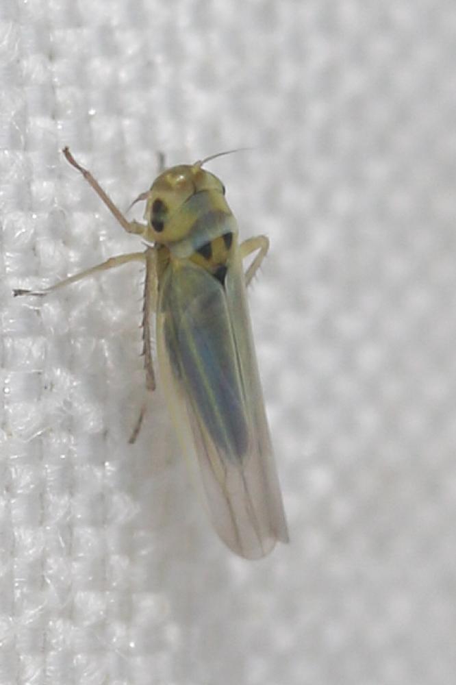  Zyginidia scutellaris (Herrich-Schäffer, 1838)