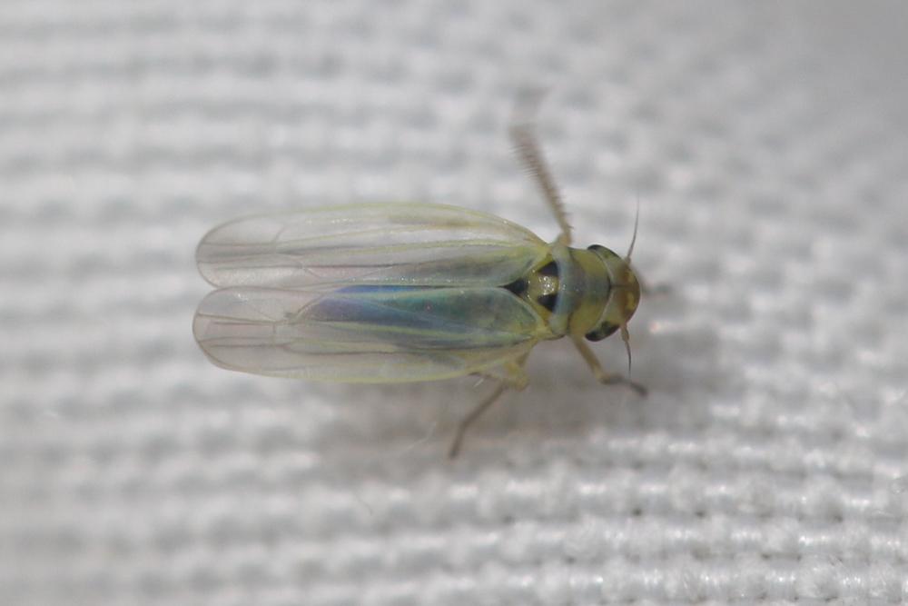 Zyginidia scutellaris (Herrich-Schäffer, 1838)