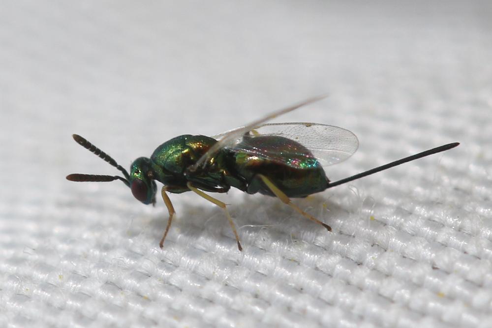 Le  sp. Torymus Dalman, 1820 sp.