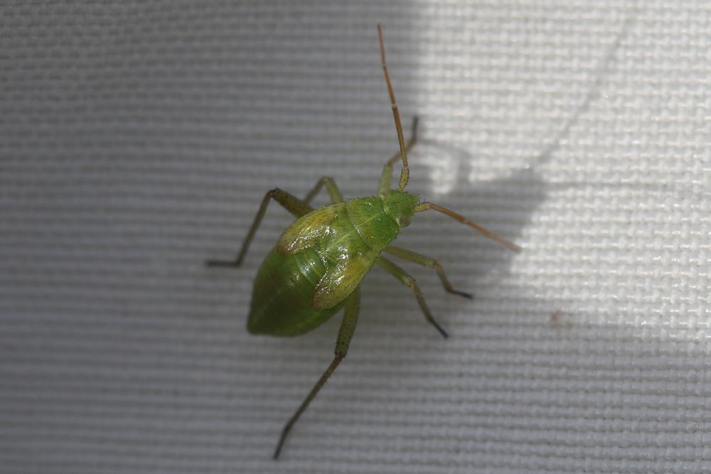  Closterotomus norwegicus (Gmelin, 1790)