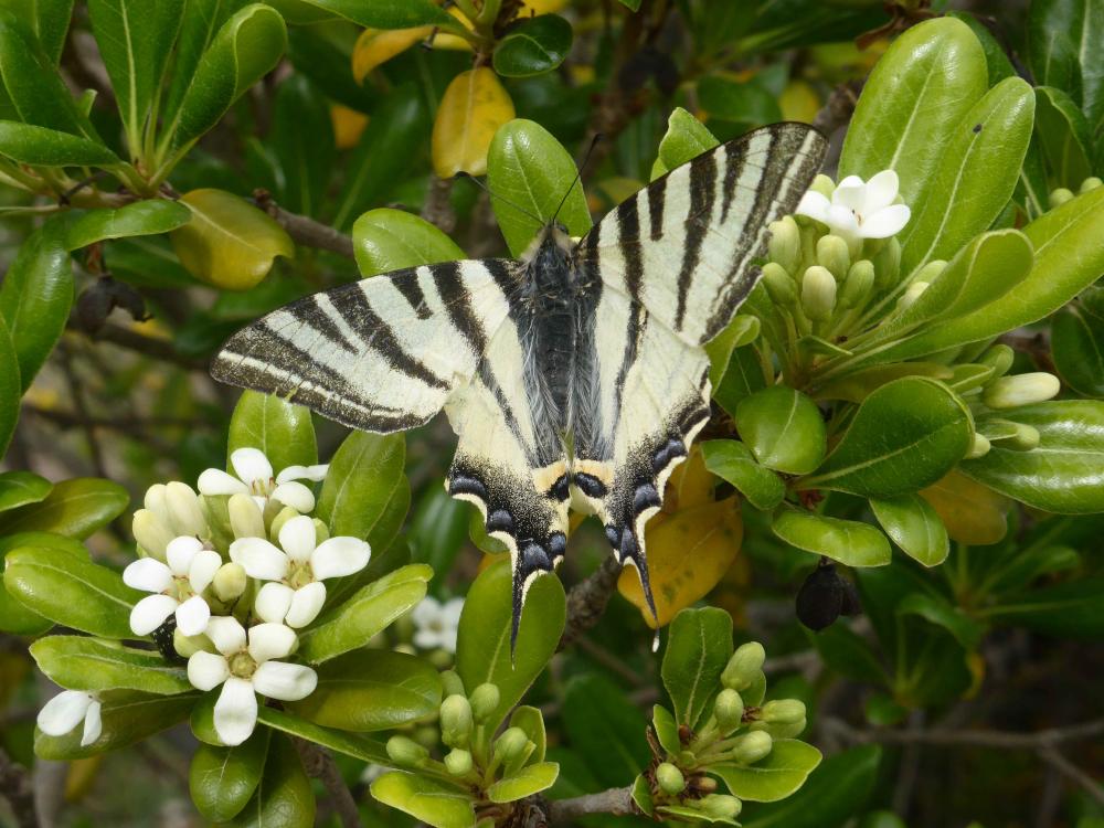 Flambé (Le) Iphiclides podalirius (Linnaeus, 1758)