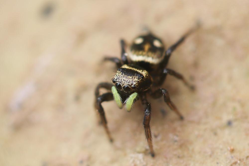  Heliophanus apiatus Simon, 1868