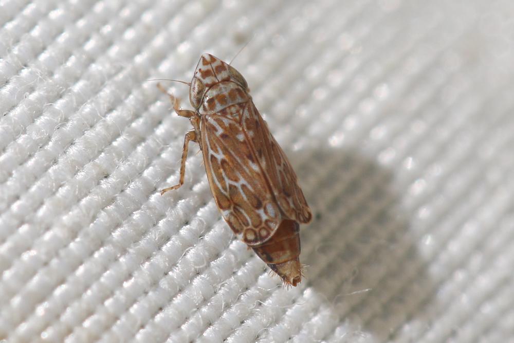  Jassargus obtusivalvis (Kirschbaum, 1868)