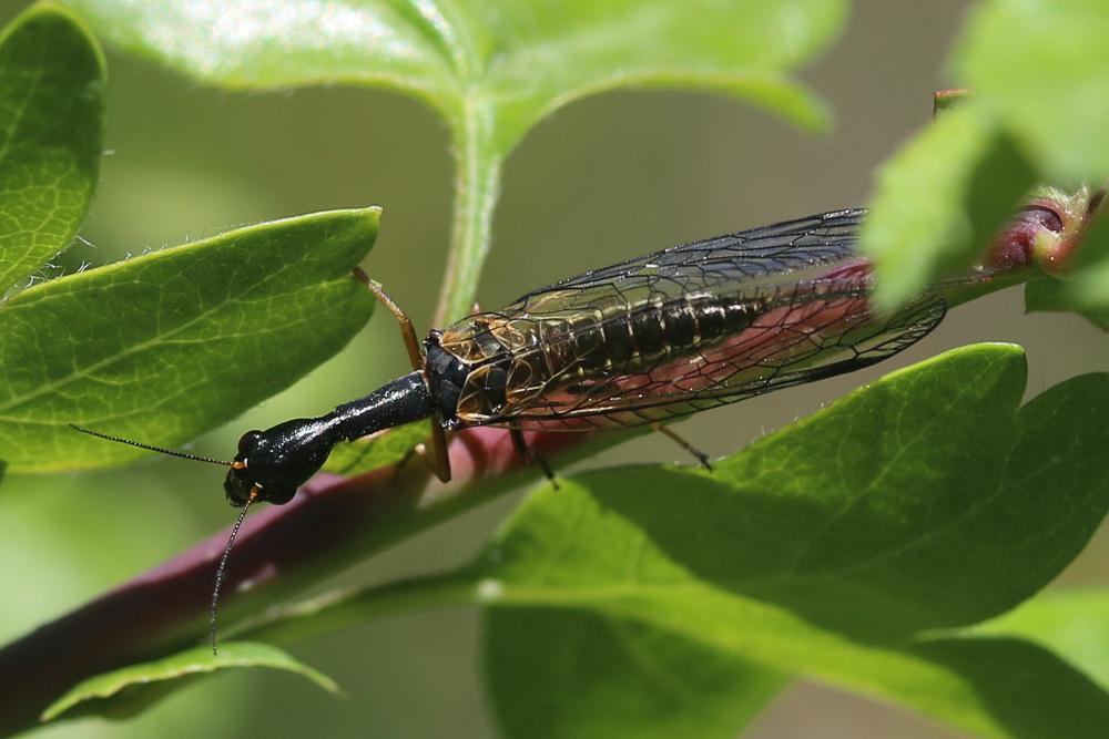 Phaeostigma