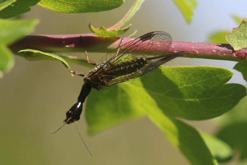 Phaeostigma