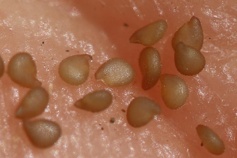 Spergulaire de Tanger Spergula tangerina (P.Monnier) G.López, 2010