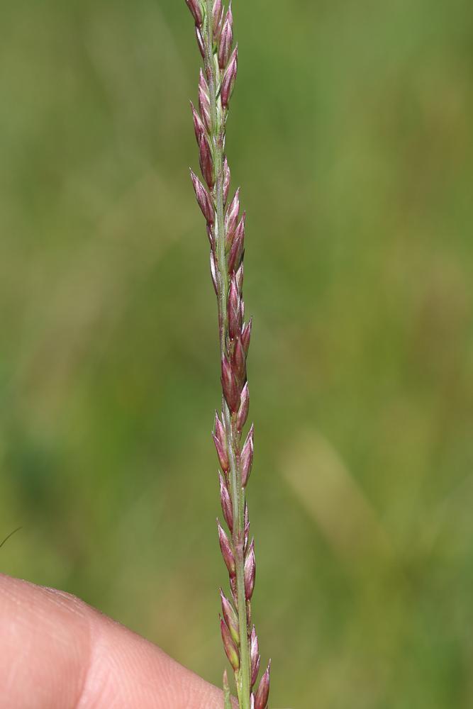 Atropis à feuilles enroulées Puccinellia festuciformis subsp. lagascana Julià & J.M.Monts.