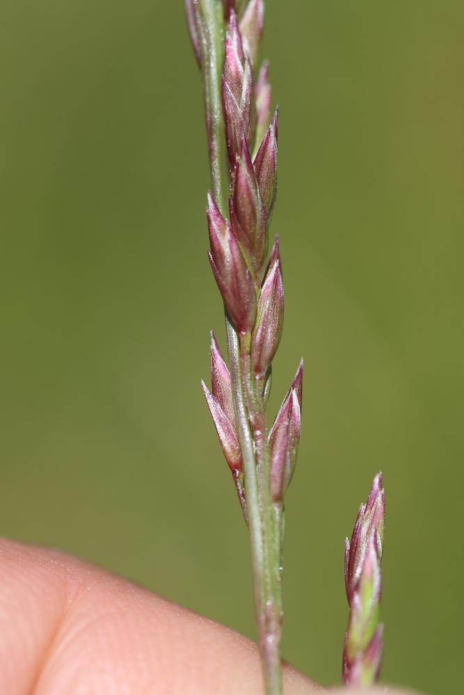 Atropis à feuilles enroulées Puccinellia festuciformis subsp. lagascana Julià & J.M.Monts.