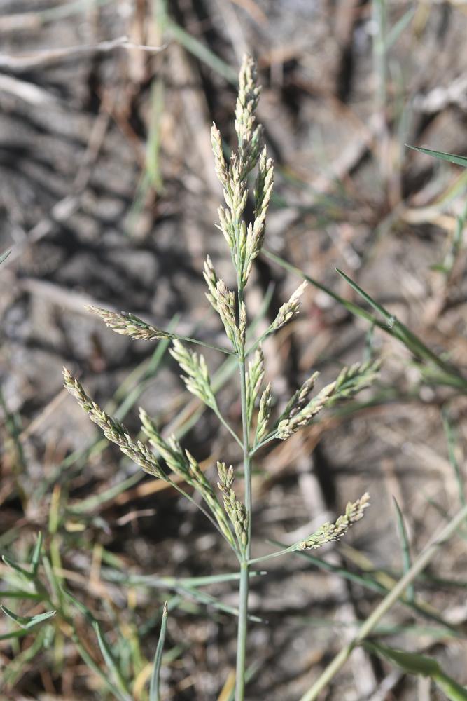 Atropis fasciculé Puccinellia fasciculata (Torr.) E.P.Bicknell, 1907