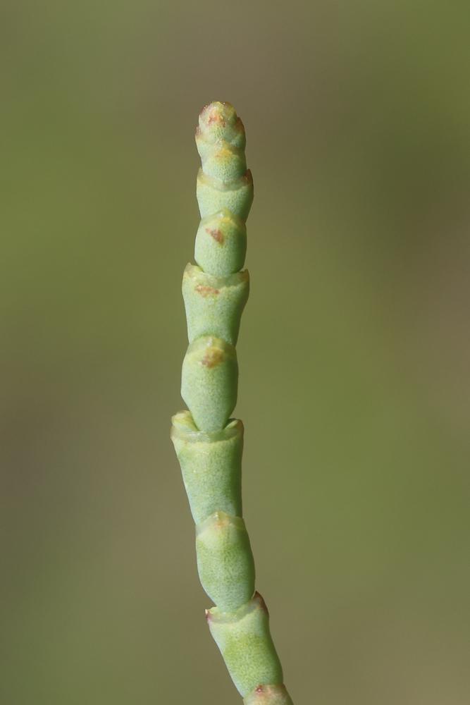Salicorne à gros épis Arthrocnemum macrostachyum (Moric.) K.Koch, 1853