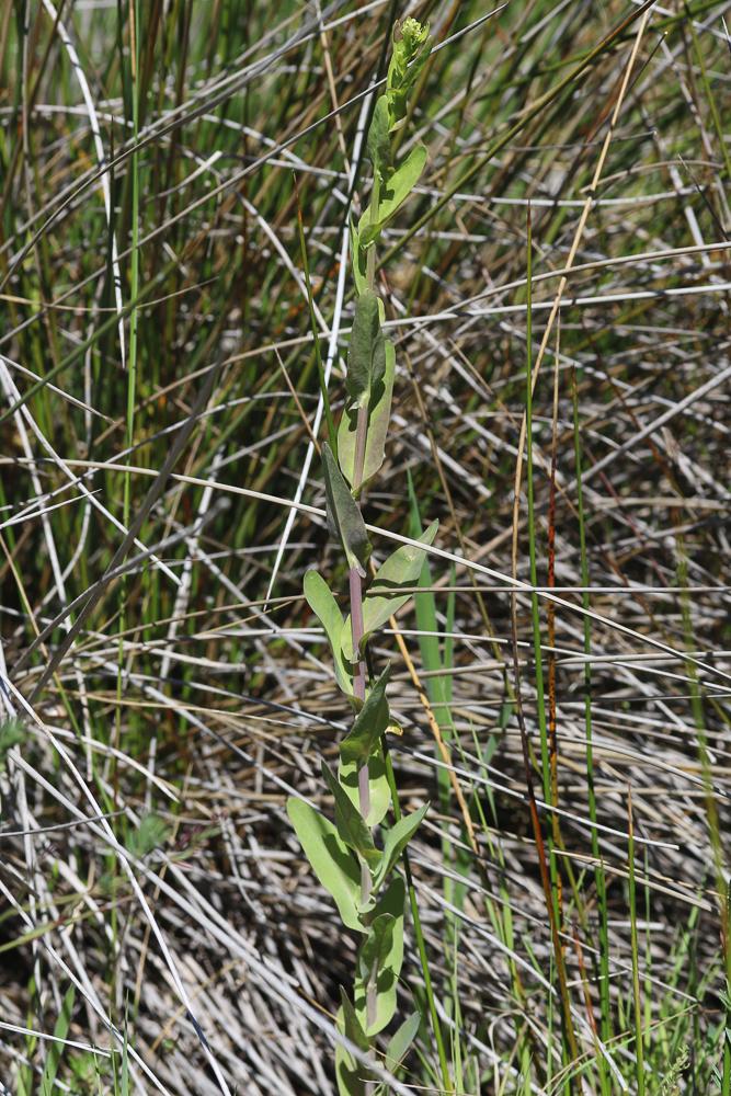 Cranson à feuilles de Pastel Ionopsidium glastifolium (L.) M.Koch, 2012