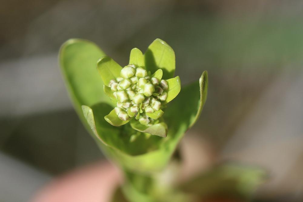Cranson à feuilles de Pastel Ionopsidium glastifolium (L.) M.Koch, 2012