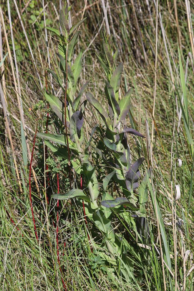 Cranson à feuilles de Pastel Ionopsidium glastifolium (L.) M.Koch, 2012