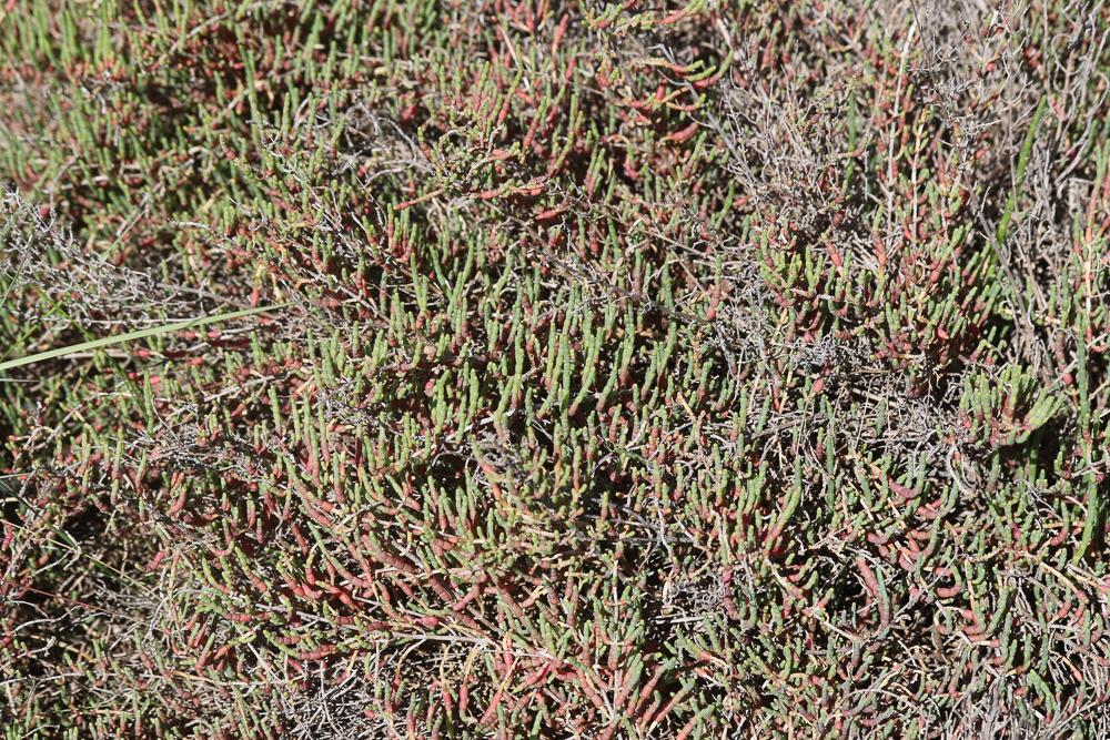 Salicorne en buisson Sarcocornia fruticosa (L.) A.J.Scott, 1978