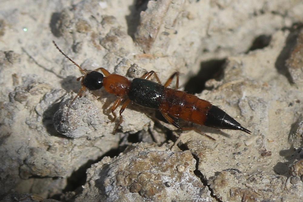 Paederus littoralis Gravenhorst, 1802