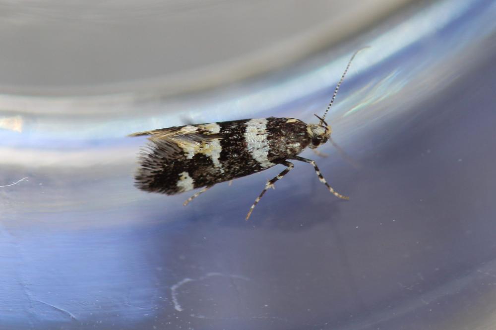 Le  sp. Denisia  sp.
