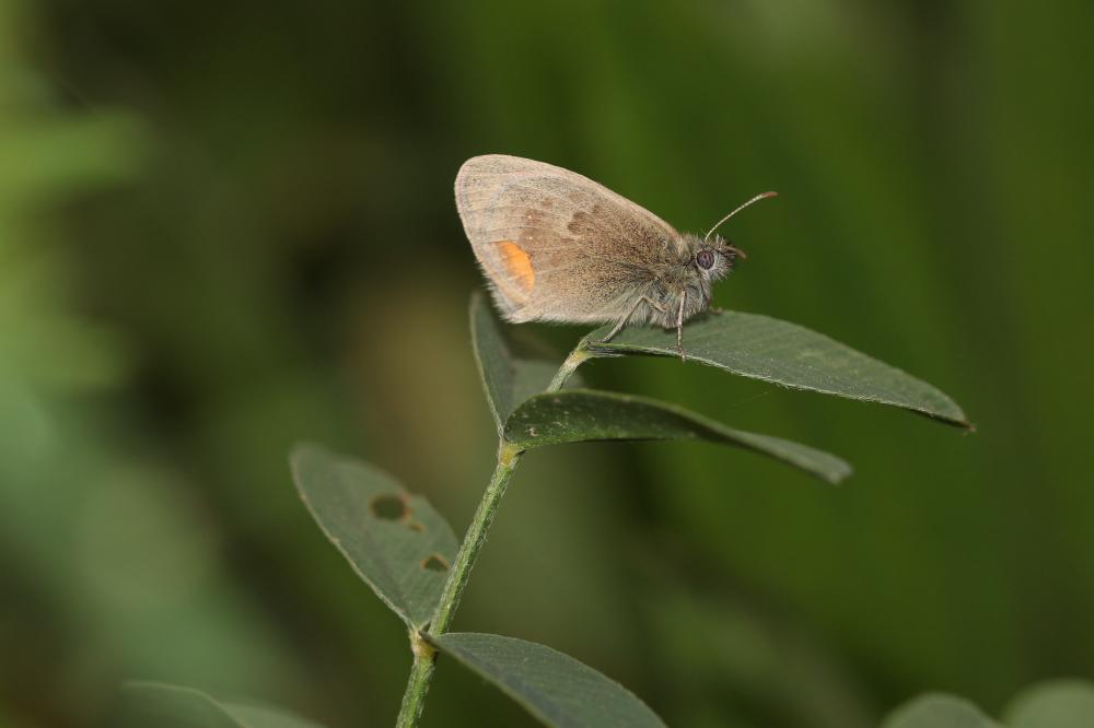 Fadet commun (Le), Procris (Le), Petit Papillon de Coenonympha pamphilus (Linnaeus, 1758)