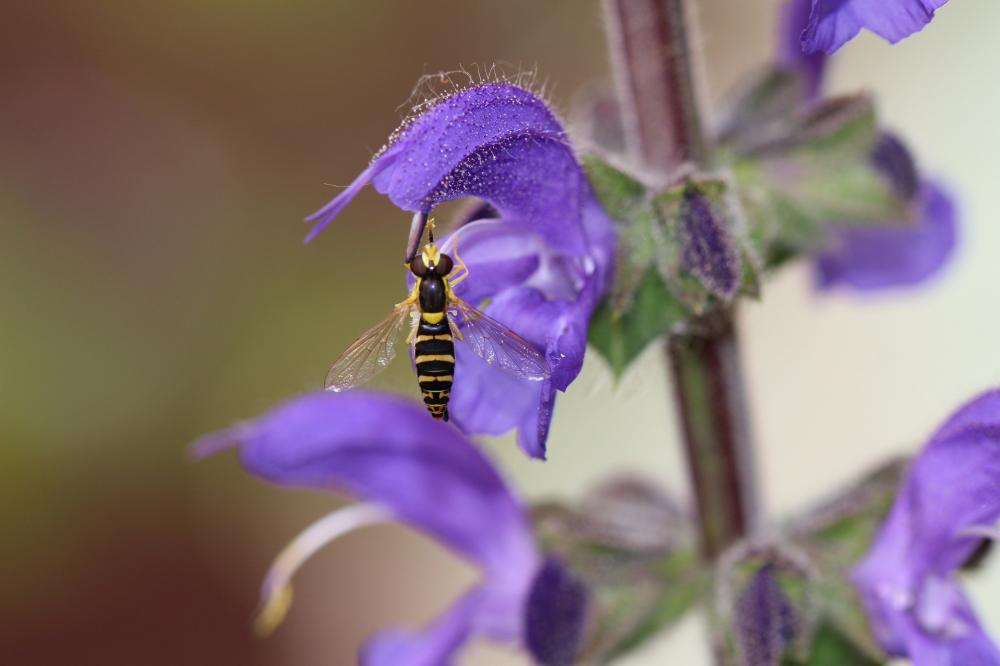  Sphaerophoria scripta (Linnaeus, 1758)