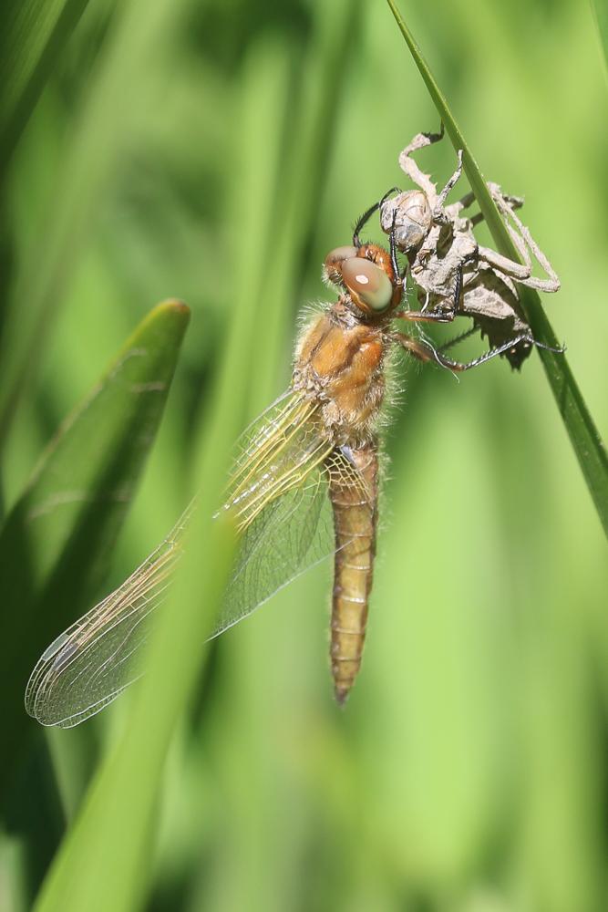 Libellule fauve (La) Libellula fulva O.F. Müller, 1764
