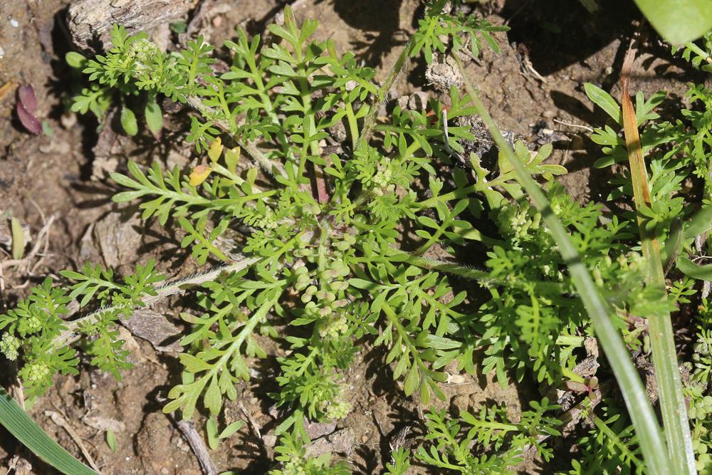 Corne-de-cerf didyme Lepidium didymum L., 1767